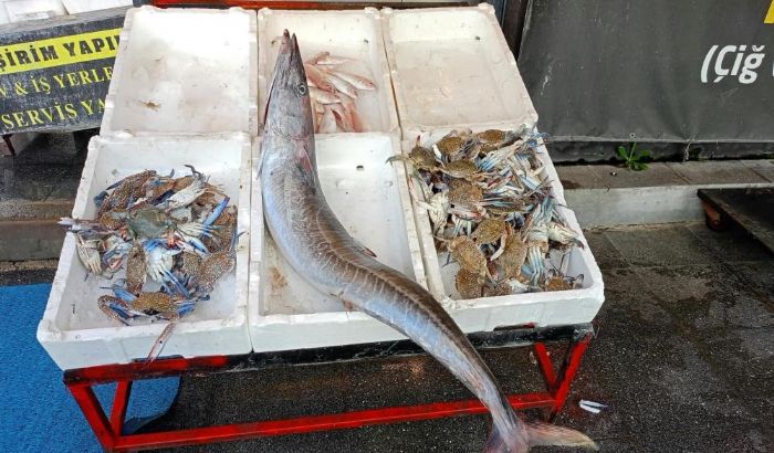 Akdeniz'de 12 kilograml�k ceylan bal��� yakaland�