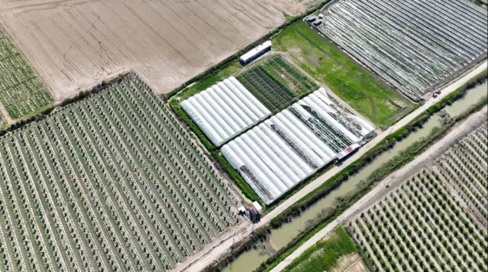 Mersin'de seraya bask�n: Binlerce k�k Hint keneviri ele ge�irildi