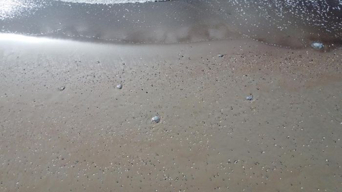 Akdeniz'deki zehirli denizanalar� Mersin sahillerine vurdu