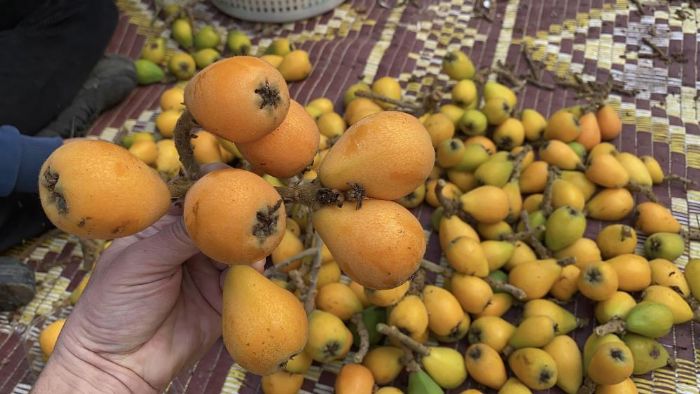 Sar� alt�n erken geldi: Yenid�nya mart ay�n� beklemedi