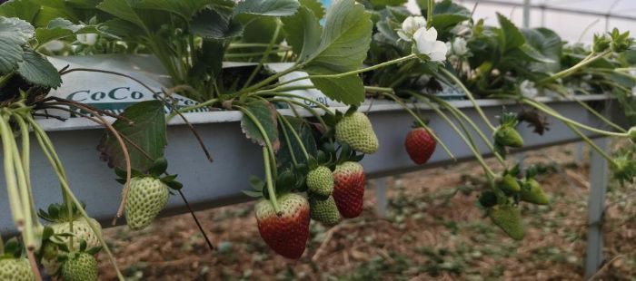 Silifke'de �rt� alt� �ilekte bahar hasad�: Kilosu 140 ile 160 TL aras�nda