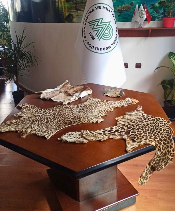 �ukurova Uluslararas� Havaliman�'nda leopar postu ve bayku� g�z� ele ge�irildi