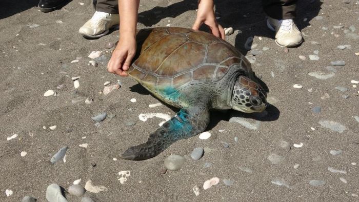Tedavileri tamamlanan 5 deniz kaplumbaas denizle bulutu