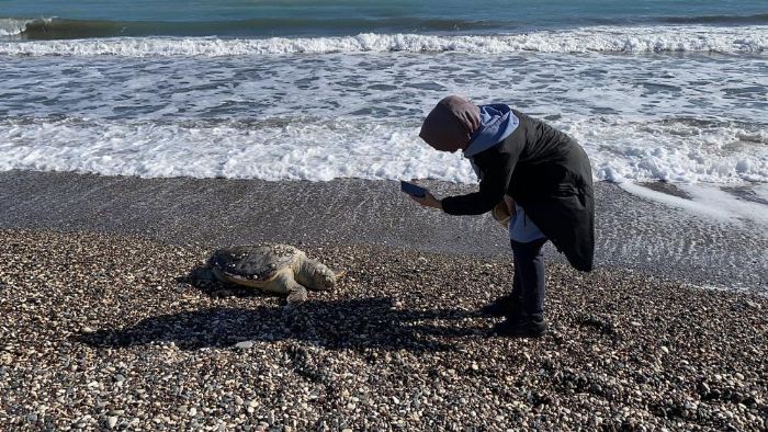 Erdemli sahilinde �z�c� manzara: 2 g�nde 2 caretta caretta telef oldu