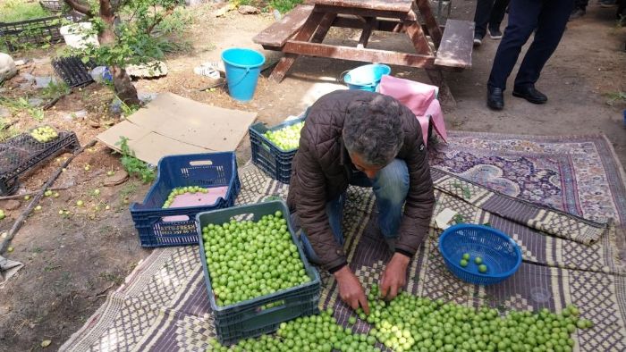 Mut'ta �rt� alt� erik hasad� ba�lad�