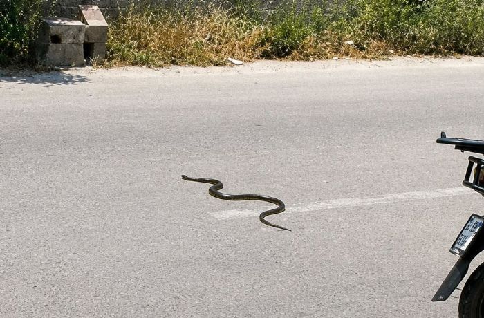 S�caklar geldi y�lanlar ortaya ��kt�: Mersin'de son 1,5 ayda 184 y�lan vakas�