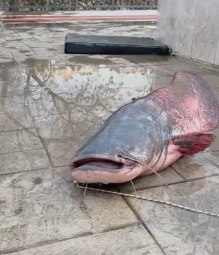 Mersin'de G�ksu Nehri'nde yakalanan dev yay�n bal��� g��l�kle k�y�ya al�nd�