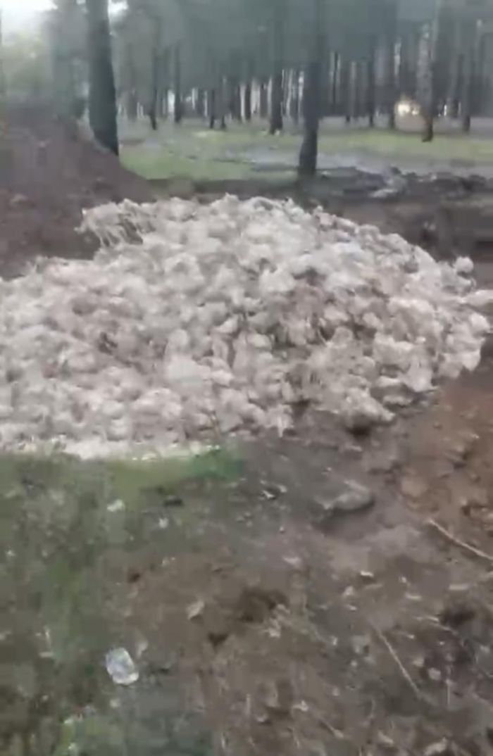 Tarsus'ta �l� tavuklar ormana at�ld�