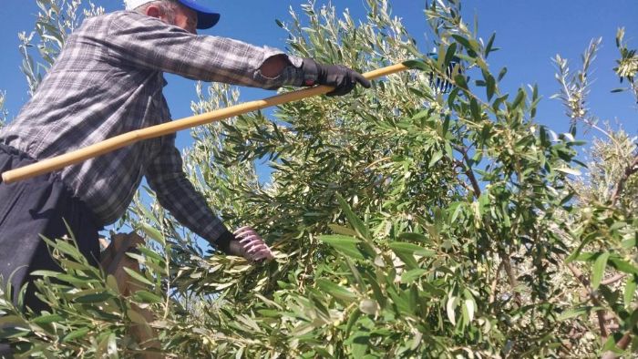 Mersin�de zeytin hasad� ba�lad�: Bah�ede 10 ile 60 TL aras�nda