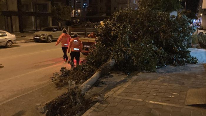 Mersin�de �iddetli r�zgar a�a�lar� devirdi