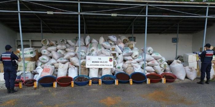 Mersin'de 10 ton kaak ttn ele geirildi
