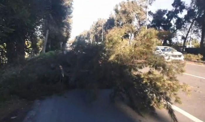 �iddetli r�zgarda k�r�lan a�a� yola devrildi