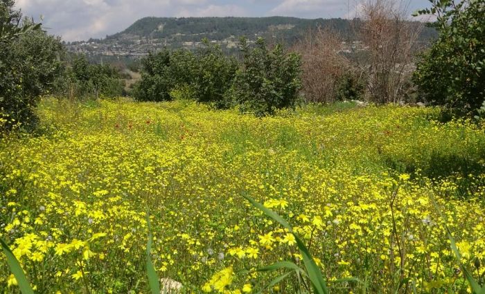 Yayla ve kyler baharla yeile brnerek renklendi