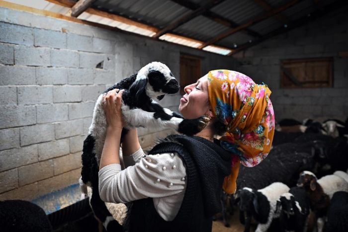 Mersin'de bir koyun alamayan aile s�r� sahibi oldu