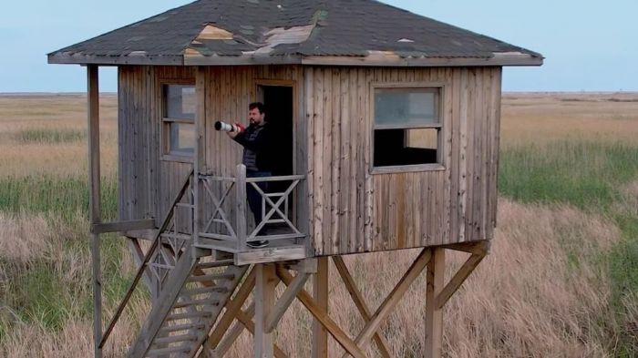 Nesli tehlikedeki 'saz horozu' G�ksu Deltas�'nda g�r�nt�lendi