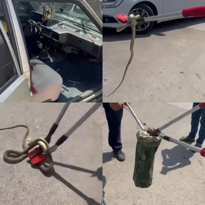Hastane bahesindeki otomobilden ylan kt