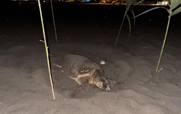 Caretta carettay� yuva yaparken g�ren gen�ler, duyarl�l�k g�sterdi �nlem ald�