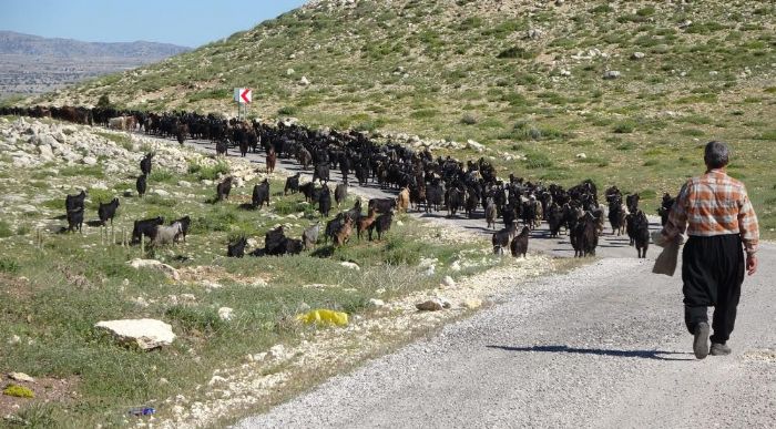 T�rkiye'nin ke�i yeti�tirme merkezi Mersin: Toroslar ye�erdi, Y�r�klerin zorlu mesaisi ba�lad�