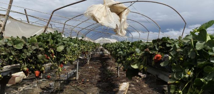 Silifke�de hortum seralar� yerle bir etti