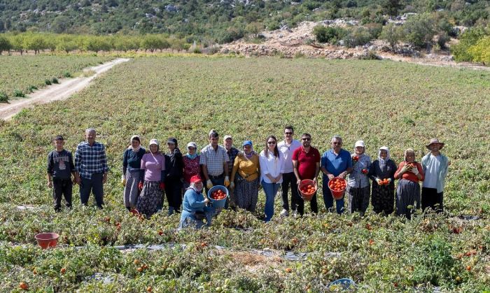Mersin'de reticiye yzde 70 hibeli domates fidesi destei