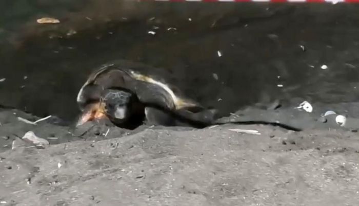 Koruma alan� d���na yuva yapan caretta caretta i�in �eritli tedbir