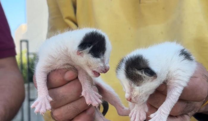 Temizlik g�revlileri fark etti: ��pteki a�z� ba�l� po�etten 5 yavru kedi ��kt�