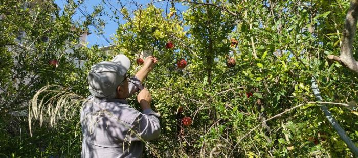Mersin'de kazanlar kuruldu, Y�r�klerin nar ek�isi mesaisi ba�lad�