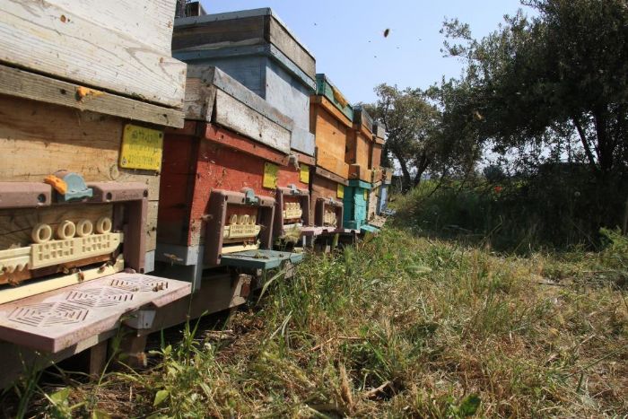 Mersin'de 'Narenciye Bal Hasat enlii' dzenlendi